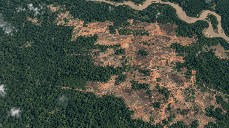 Restoring forests before it is too late