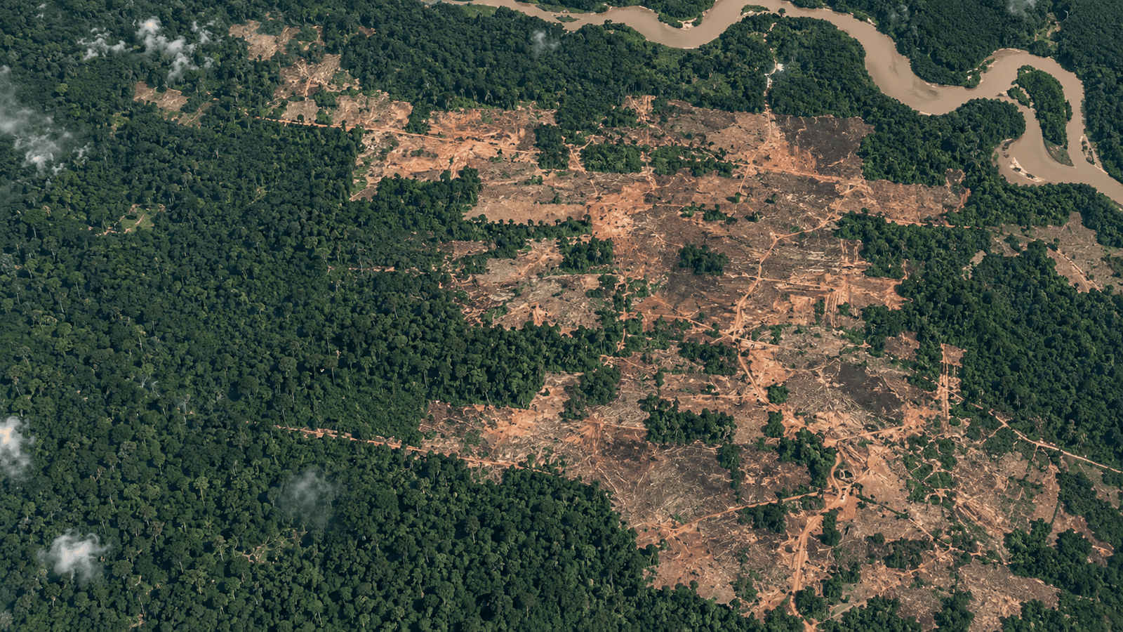 Restoring forests before it is too late